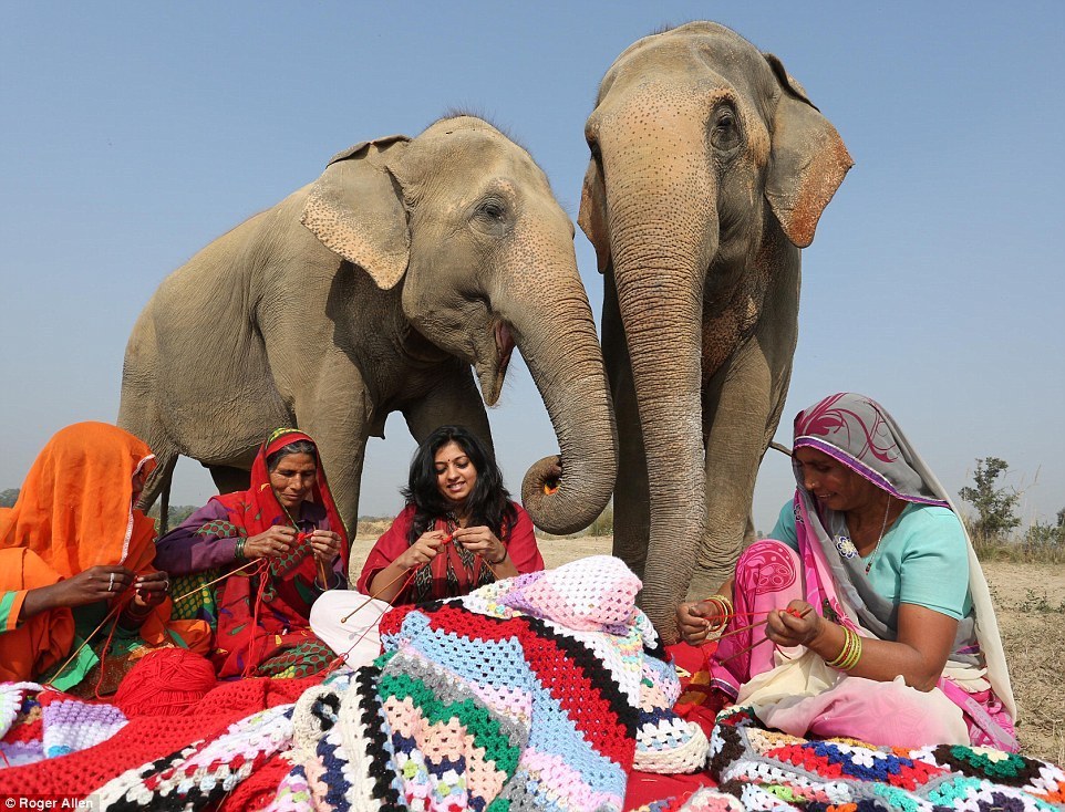 Knitting sweaters for elephants in India