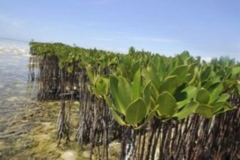 Qatar Must Stop Shoreline Development to Save Mangrove Forests