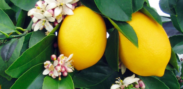 lemon-tree.jpg
