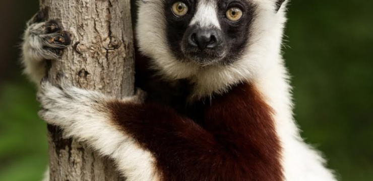 lemur-esg.png