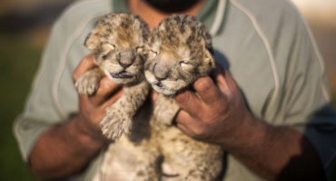 Gaza’s First Lion Cubs Die Soon After Birth