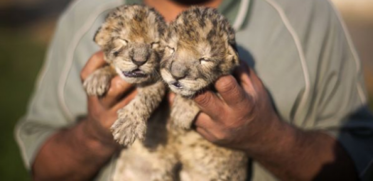 lion-cubs-gaza.png