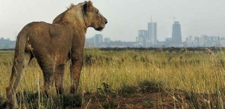 lion-near-nairobi.jpg