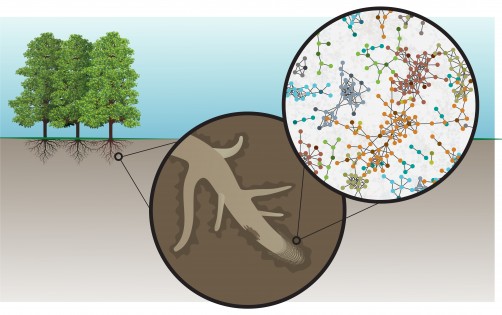 plant communication, wood wide web, mycorrhizal fungi, root exudates, rhizodeposition, Oak Ridge National Laboratory, plant-microbe interaction, metabolomics, soil health, sustainable agriculture, energy crops, food security, soil microbiome, carbon cycling, plant root secretions, underground ecosystem