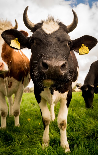 image-cows