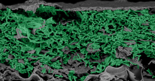 Scanning electron microscope image of an engineered living material created by diffusion of live cyanobacteria cells (green) into poly(N-isopropylacrylamide), a temperature-responsive polymer.