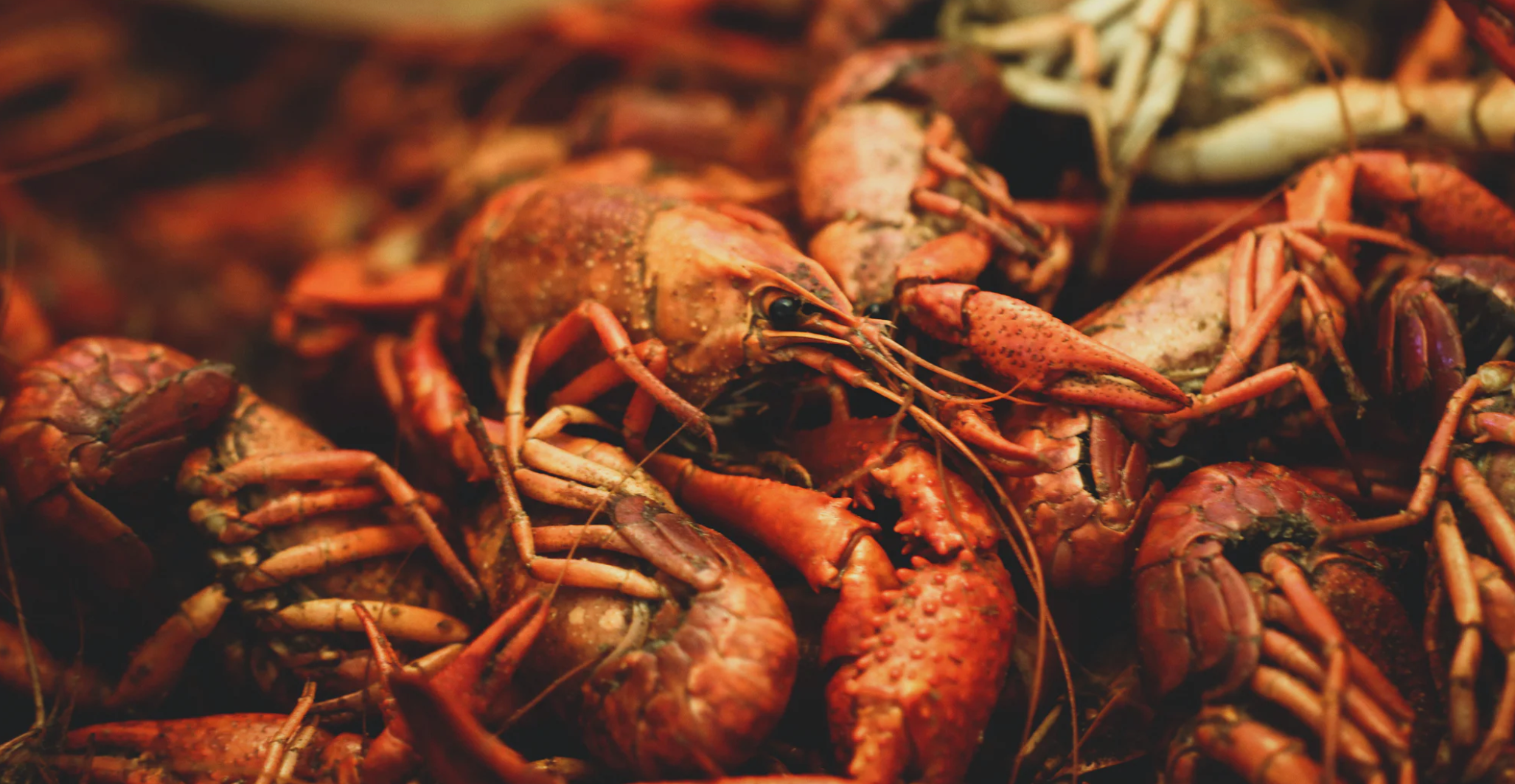 lobsters boiling alive