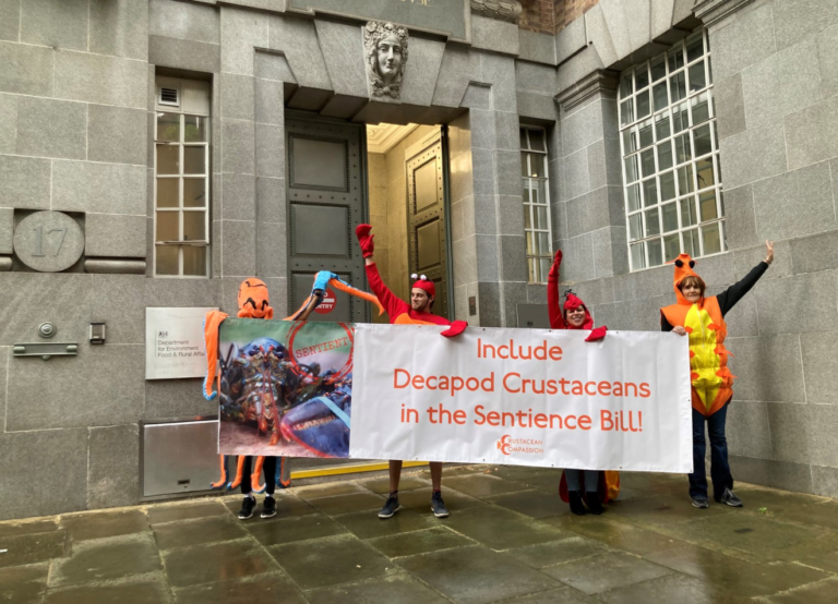 Boiling lobsters alive to be banned by the Lords?