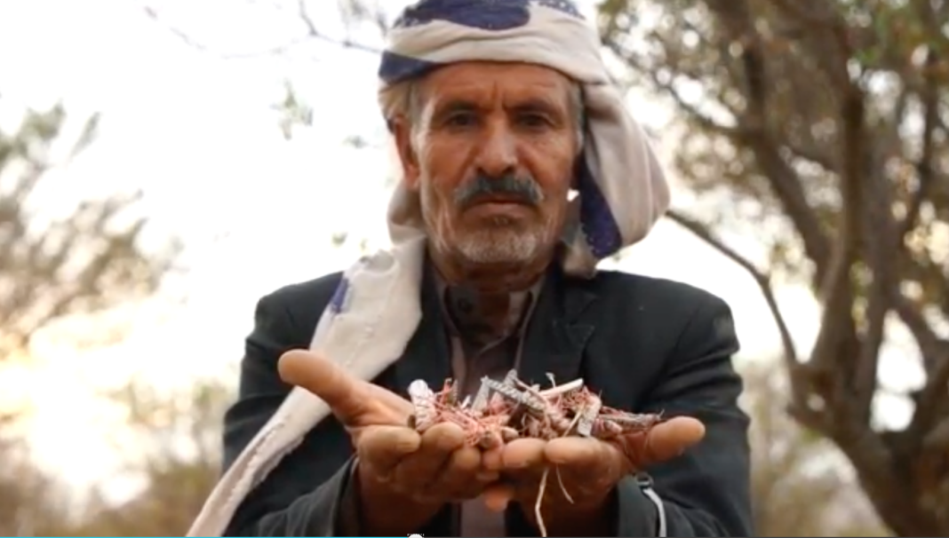 locusts in Yemen