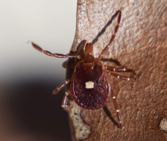 alpha-gal syndrome, alpha gal syndrome, tick bite, lone star tick, Amblyomma americanum, tick meat allergy, red meat allergy, alpha-gal allergy, tick saliva, tick feeding, food allergy, allergic reaction, tick-borne disease, beef allergy, pork allergy, mammalian meat allergy, CDC, entomology, ticks, Green Prophet