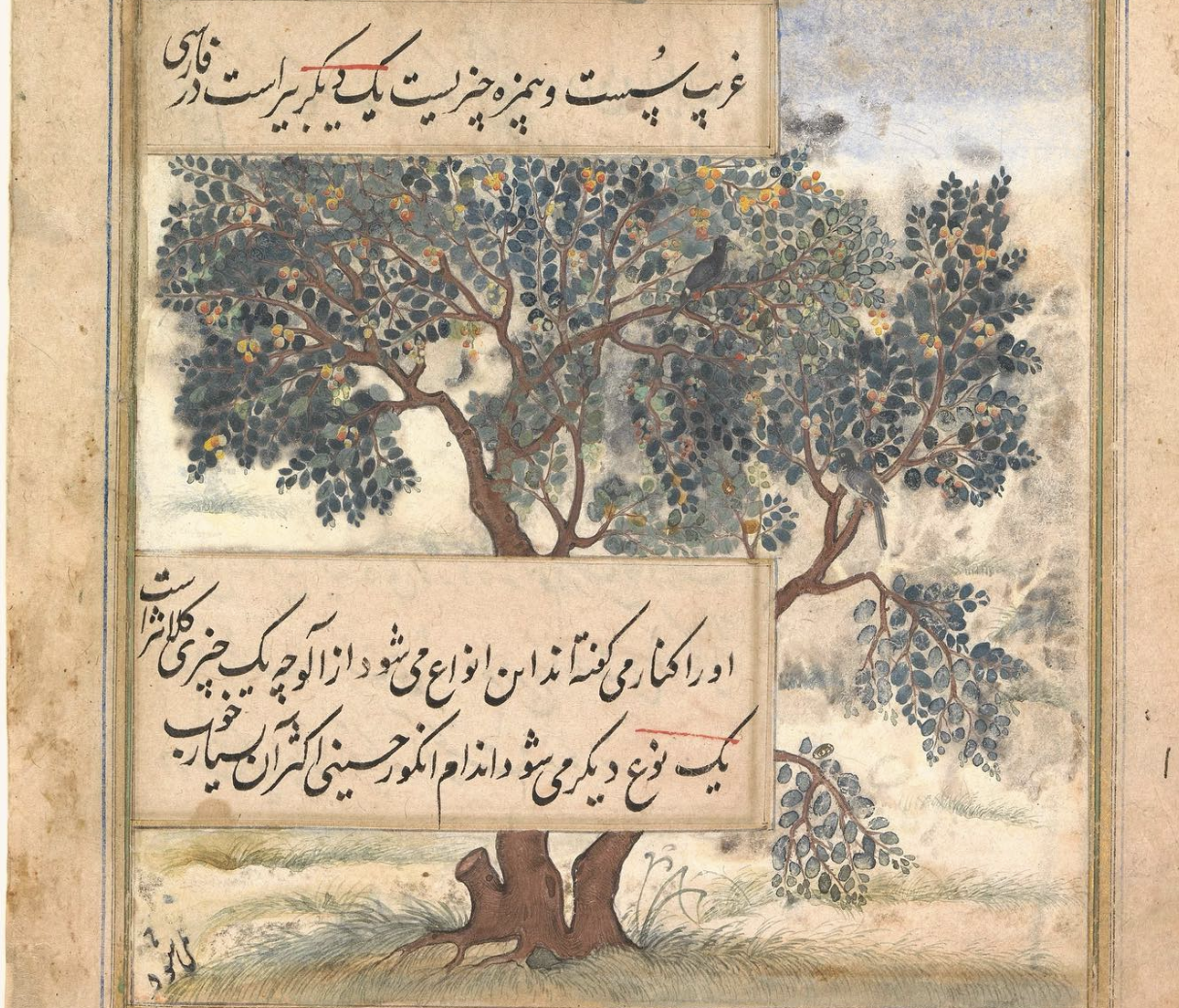 A Mughal depiction of the lote tree (sidr). A large lote tree, known as Sidr Al Muntaha, was the last tree at the brink of the physical world that the Prophet Muhammad ﷺ and Angel Jibril passed before entering the heavens during Isra’a wal Miraj.