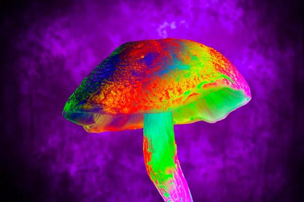 psilocybin, magic mushrooms, chemotherapy, chemotherapy neuropathy, chemotherapy-induced peripheral neuropathy, CIPN, cancer treatment, cancer research, nerve damage, neuropathy, peripheral neuropathy, psychedelics, psychedelic medicine, psychedelic research, mitochondrial health, mitochondria, sensory nerves, pain management, oncology, medical research, serotonin 2A receptor, 5-HT2A, neuroprotection, cancer pain, medical cannabis, THC, CBD, LSD, psychedelic therapy