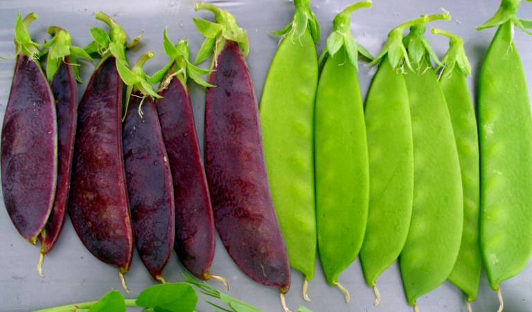 Pea pod wine recipes are making a comeback with allotment gardeners