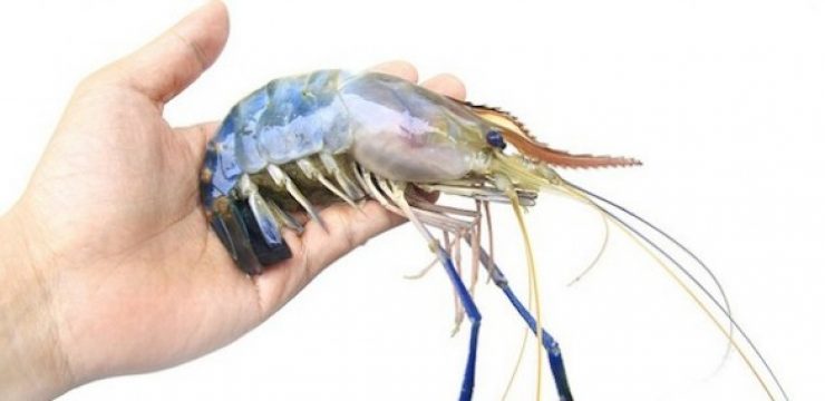 male-prawn-enzootic-660x2841.jpg