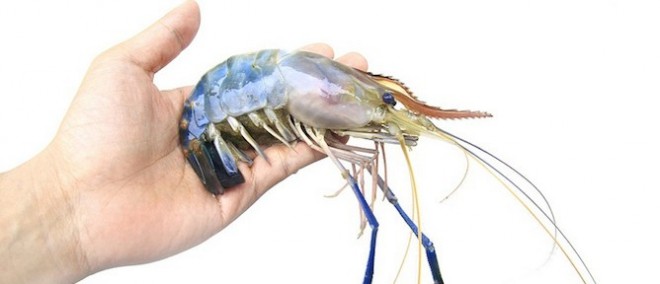 Enzootic makes male prawn fish farming a greener business