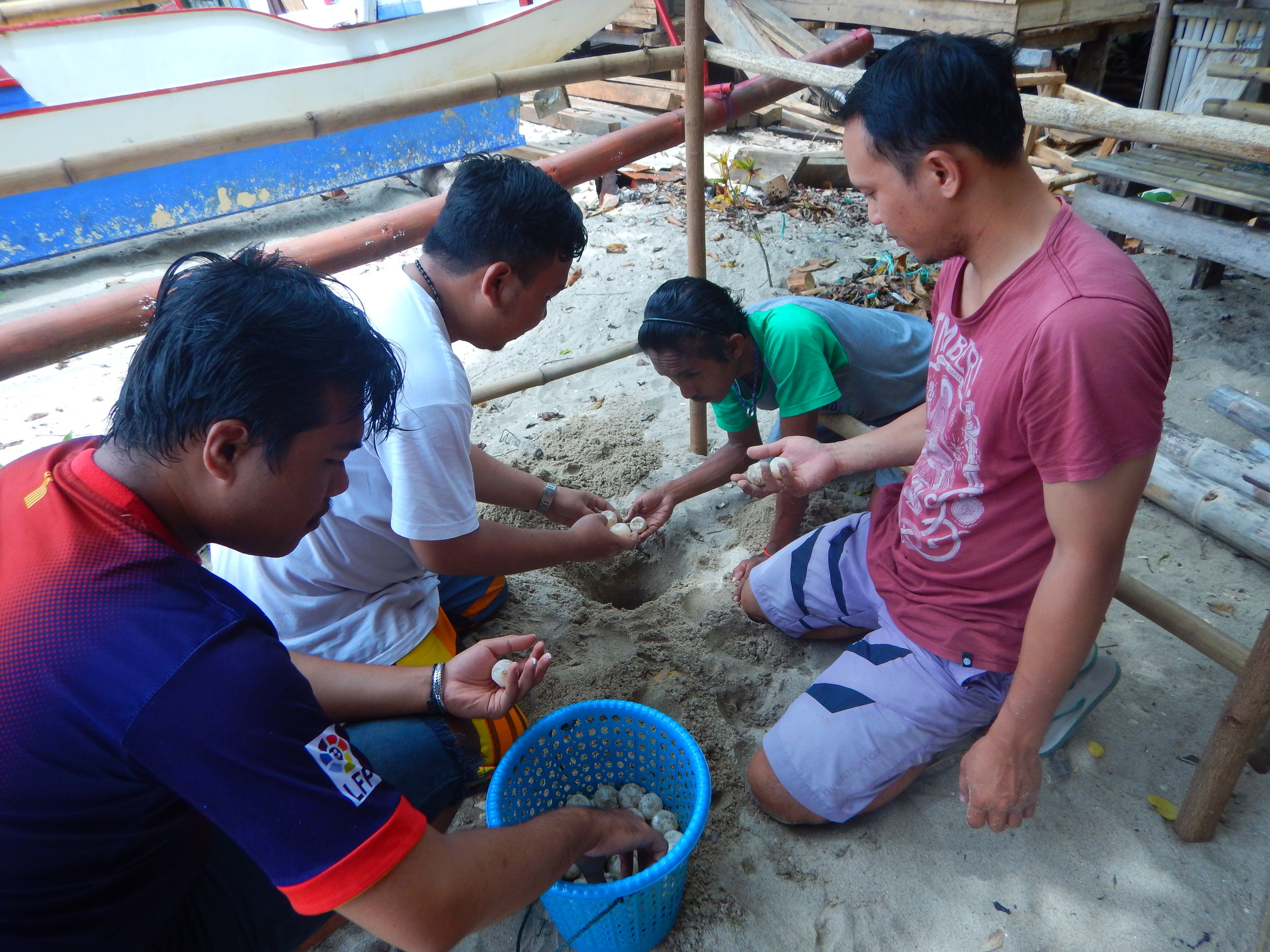 manengkel-solidaritas sea turtle rescue