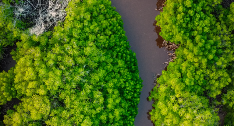 Saudi Arabian women are planting a million mangroves