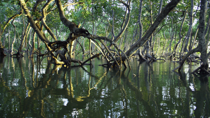 Biodiversity Blueprint Set for 2026