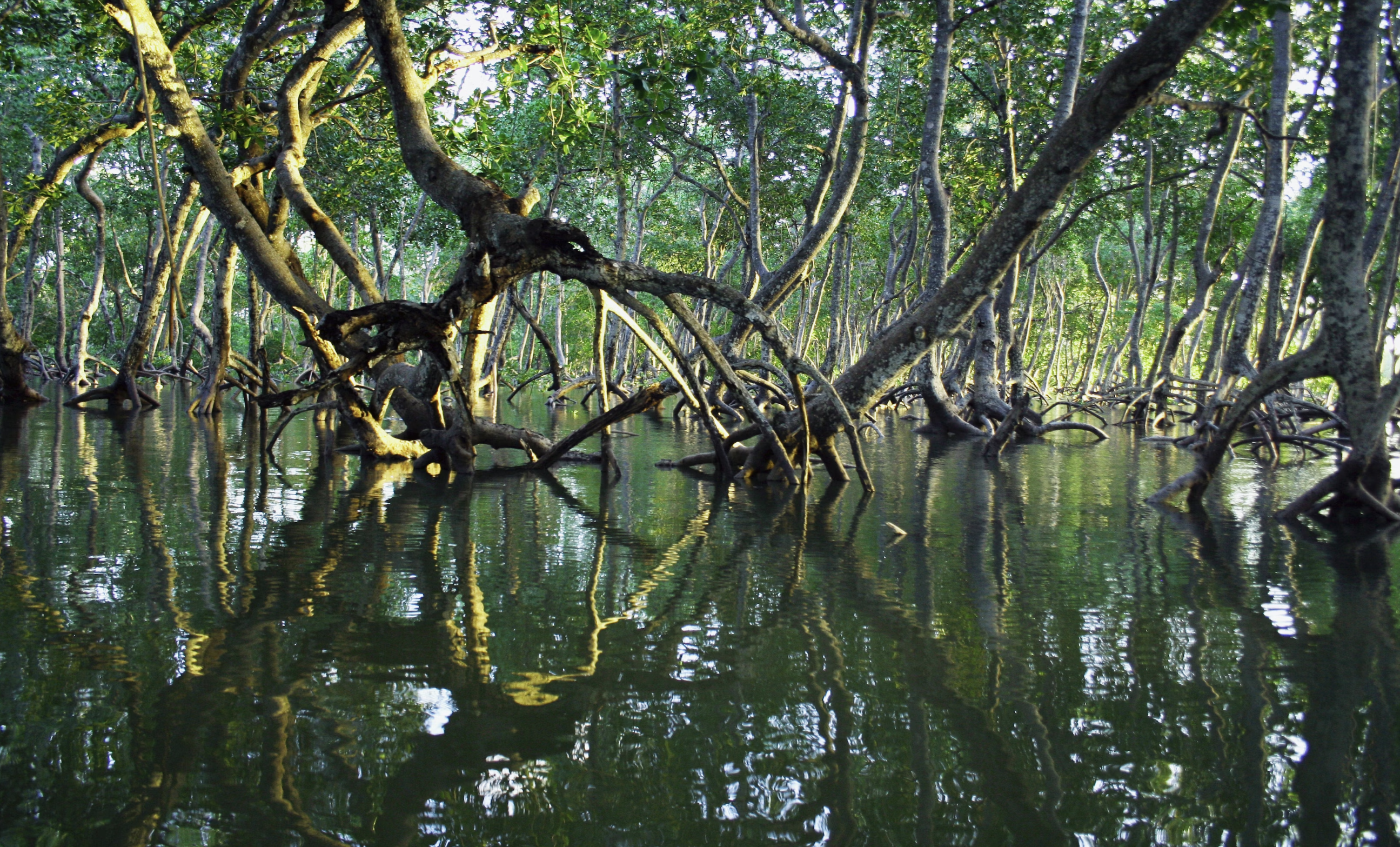 Saudi is planting over a million mangroves
