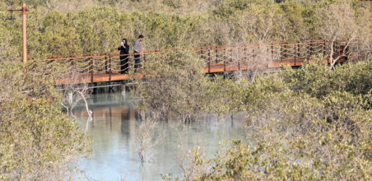 mangrove-walk-abu-dhabi.png
