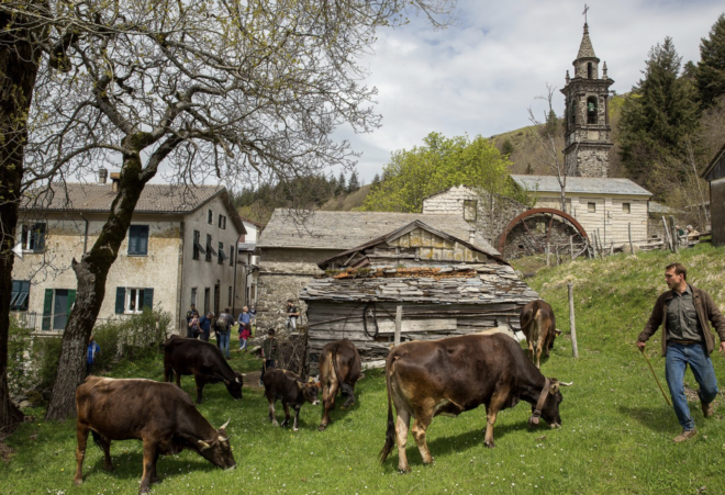 alternative dairy farming