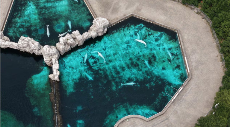 Canada’s Beluga Rescue Is No Free Willy. Those Whales Will Never Go Home.