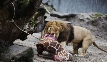 Danish zoo kills healthy giraffe to avoid inbreeding [video]