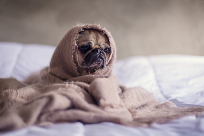 dog pug feeling sick