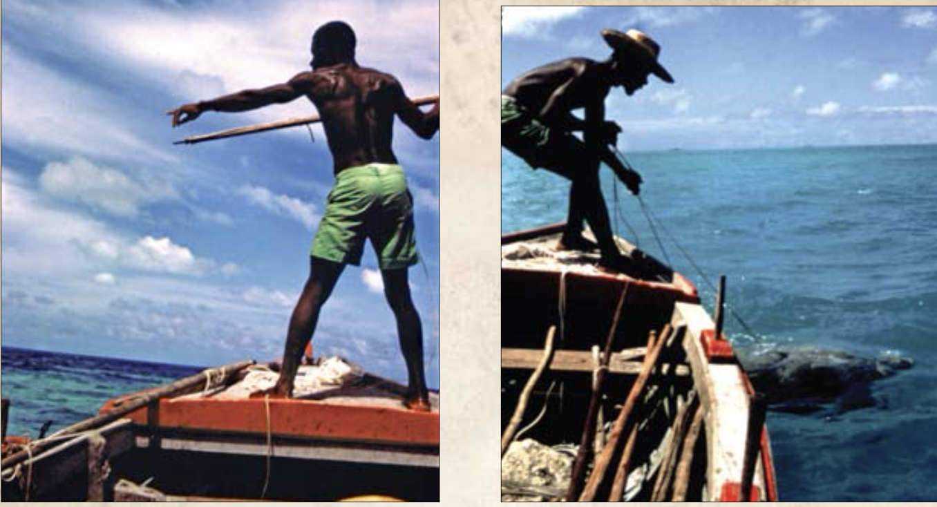 Turtles were harpooned from the small fishing boats. I sometimes went turtle hunting with themen. Photos show Mazarin ready to throw the harpoon, and then pulling the turtle up to the boat. 