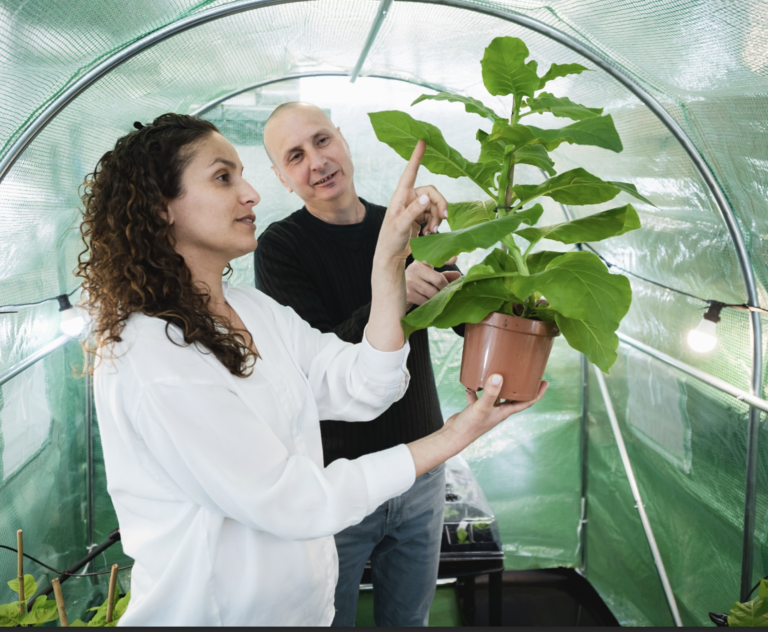 Plants can eat dust and grow – should we stop dusting them?