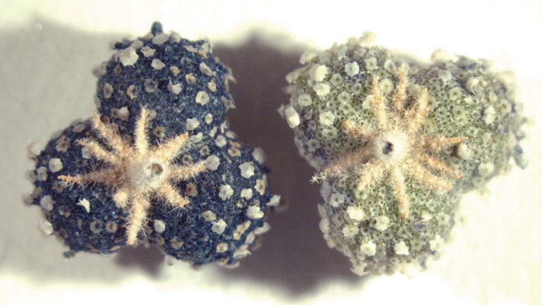 Ancient blue recreated by botanists in Portugal
