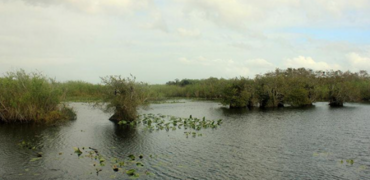miami-wetlands-travel-2.png