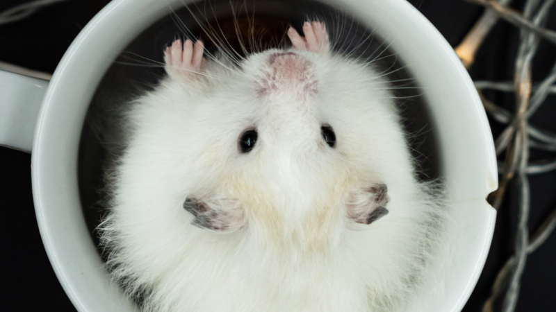 How mice hear with their whiskers and what this means for robotics