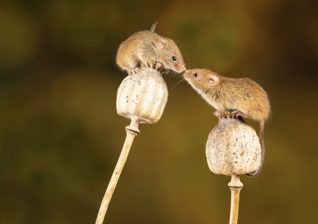 mice kissing on a poppy seed branch