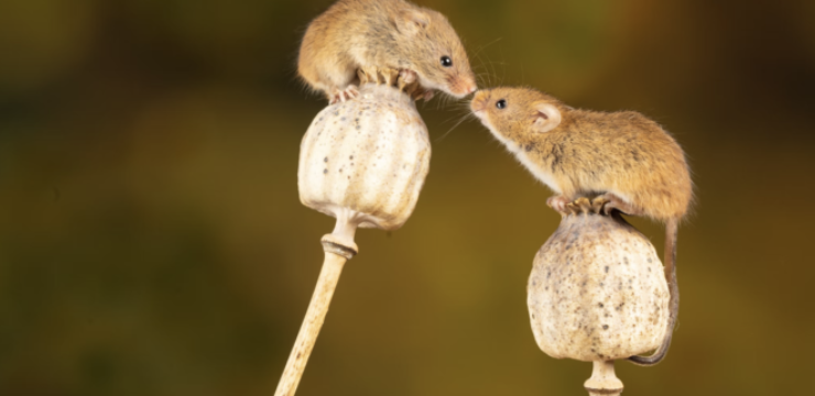 mice-kissing-poppy-seeds.png