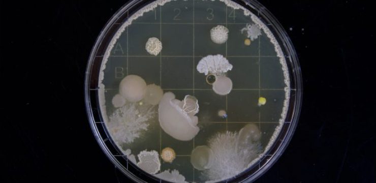 michael-schiffer-bacteria-resistance-antibiotics.jpg