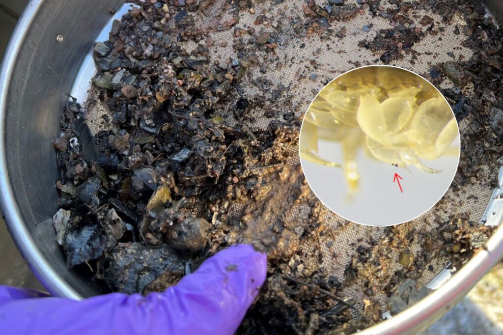 microplastics at sea