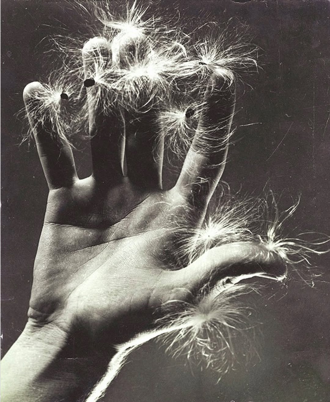 Milkweed (aka: Hand with Dandelion) by Ruth Bernhard, 1936