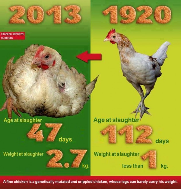 factory farmed chicken