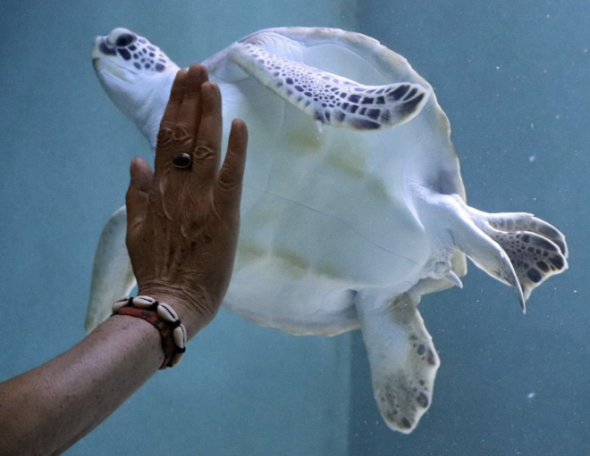 Mona Khalil's hand with her sea turtle