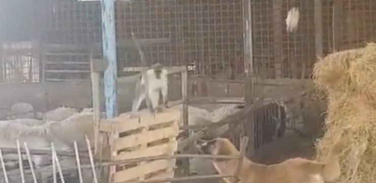 monkey-escape.jpg