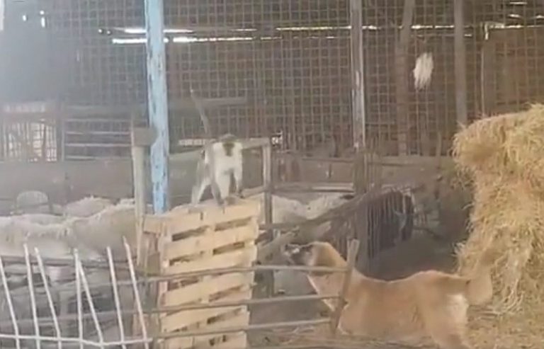Lebanese monkey escapes across border, drives Israelis bananas!