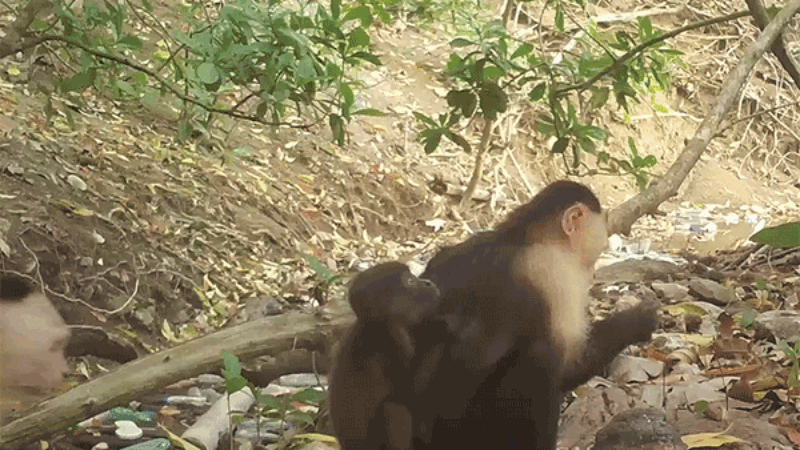 Monkey kidnapping? Capuchins Are Abducting Baby Howler Monkeys—and It’s Spreading Like a Fad