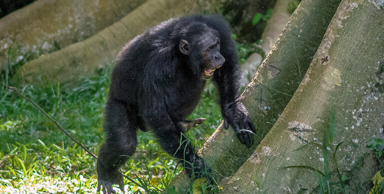 Wild Chimpanzees Drum Like Musicians—and Each Group Has Its Own Rhythm
