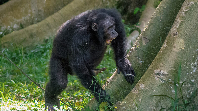 Wild Chimpanzees Drum Like Musicians—and Each Group Has Its Own Rhythm