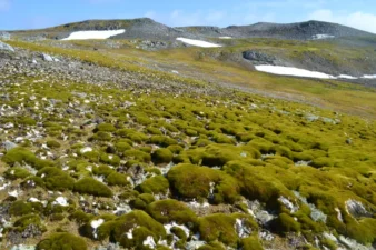 Moss is taking over Antarctica