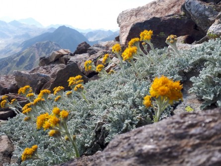 Fig. 1: Senecio leucophyllus (white-leaved ragwort) in the Pyrenees.