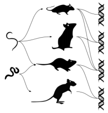 How your DNA has evolved with parasites