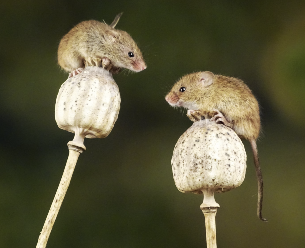 Mice Seen Attempting ‘First Aid’ on Unconscious Companions