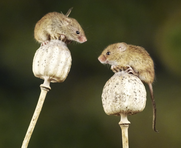 Mice Seen Attempting ‘First Aid’ on Unconscious Companions